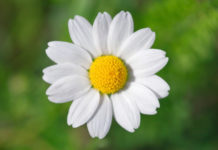 Camomilla 741 0 079 Camomilla